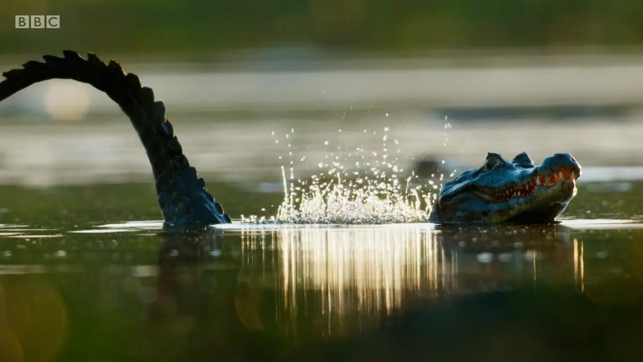 Animal screengrab from The Mating Game - Freshwater: Timing is Everything